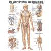 Das Lymphsystem des Menschen