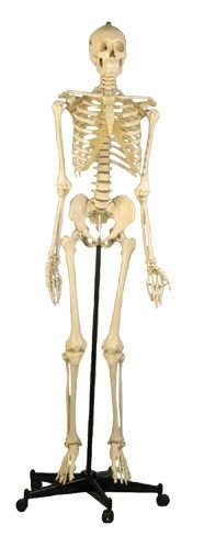 Homo-Skelett 180 cm